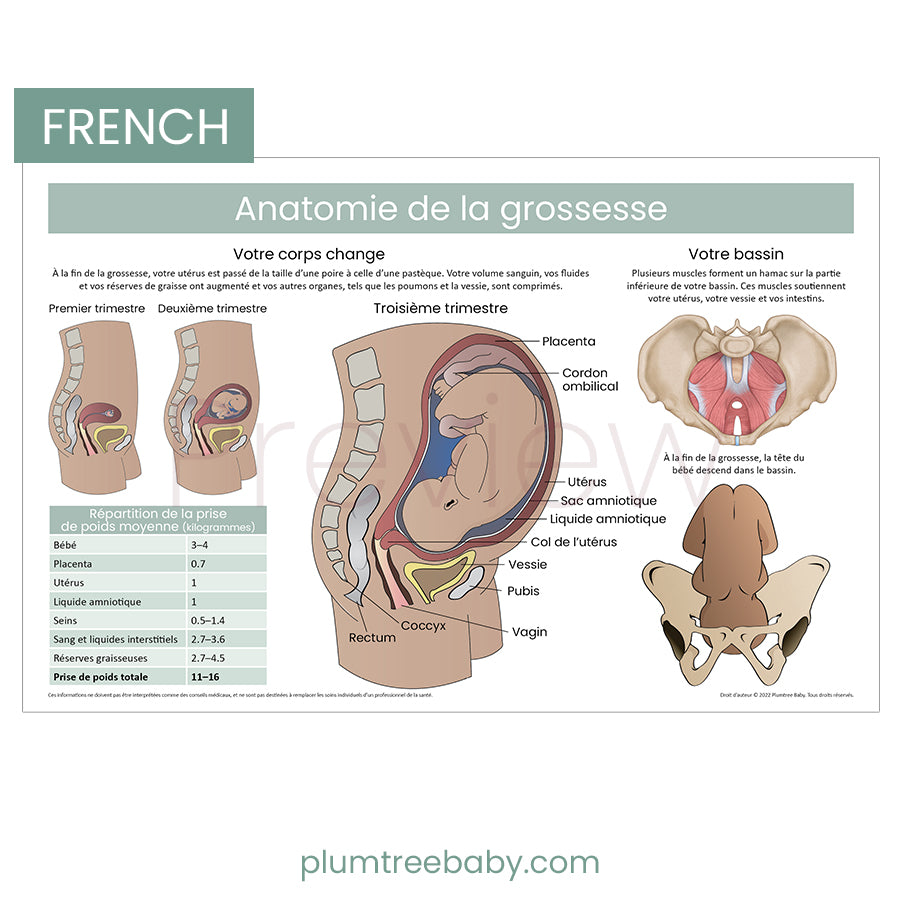 Anatomy of Pregnancy Poster-Poster-Plumtree Baby