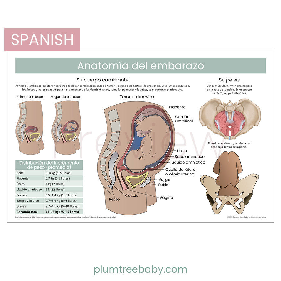 Anatomy of Pregnancy Poster-Poster-Plumtree Baby