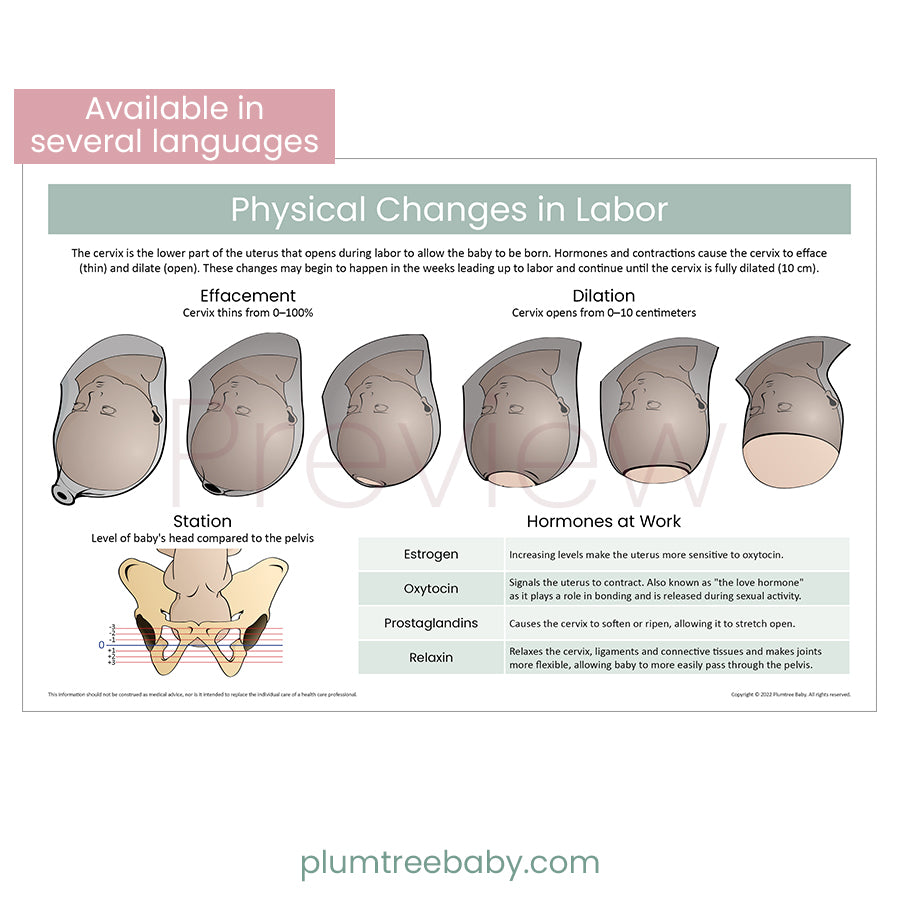 Physical Changes in Labor Poster-Poster-Plumtree Baby