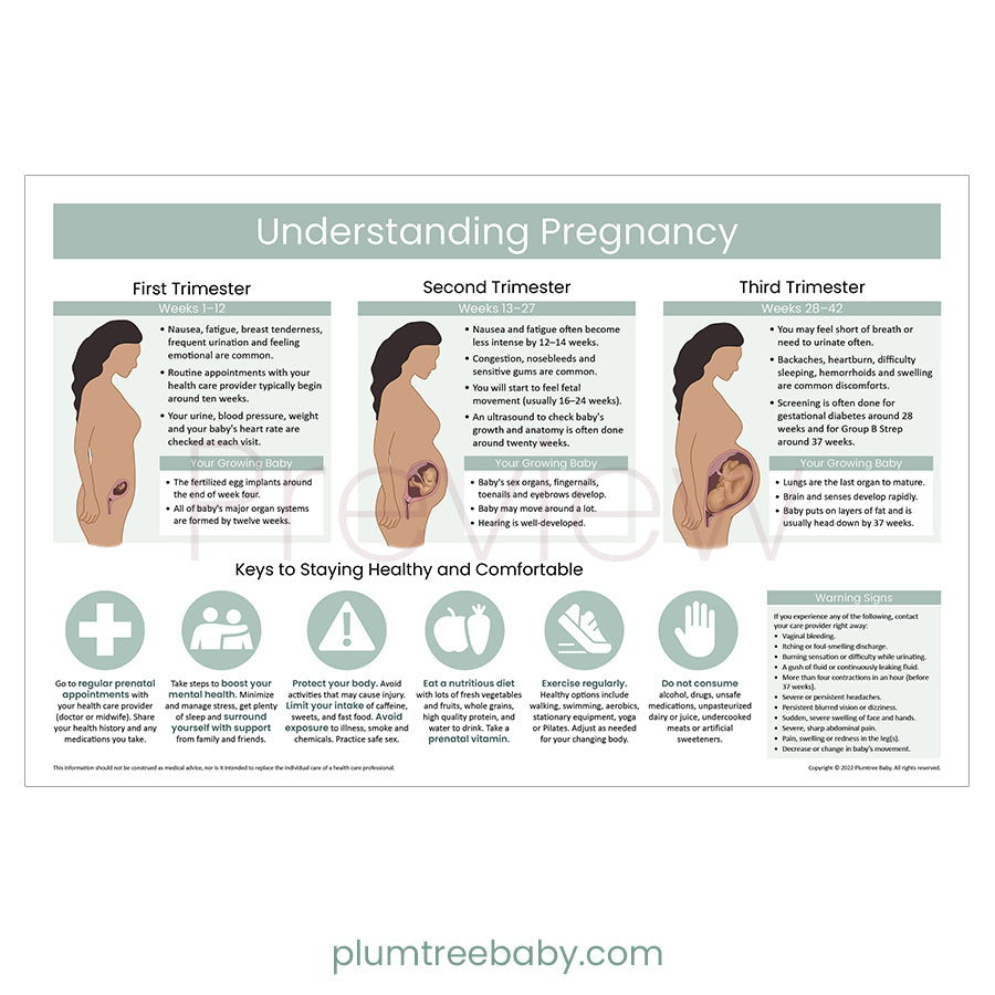 Understanding Pregnancy Poster-Poster-Plumtree Baby