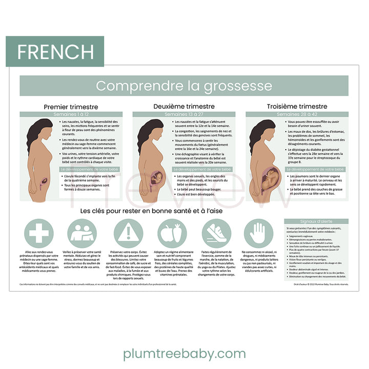 Understanding Pregnancy Poster-Poster-Plumtree Baby