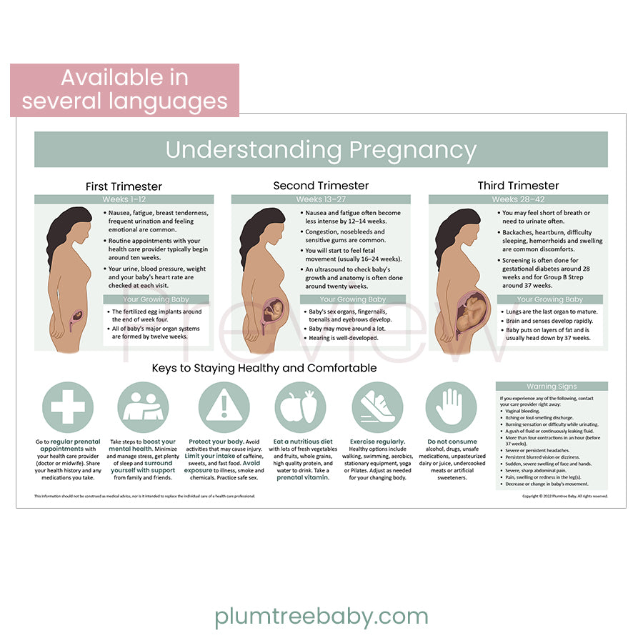 Understanding Pregnancy Poster-Poster-Plumtree Baby